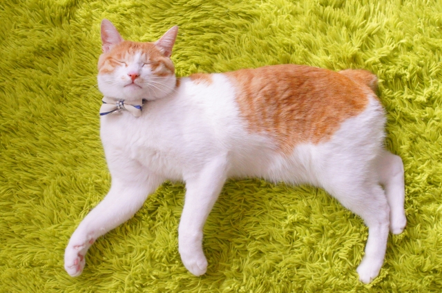 ゆる い猫図鑑 ジャパニーズボブテイル 猫ちゃん総合情報サイト ハチマルキャッツ ゆる い猫図鑑 ジャパニーズボブテイル 猫ちゃん総合情報サイト ハチマルキャッツ