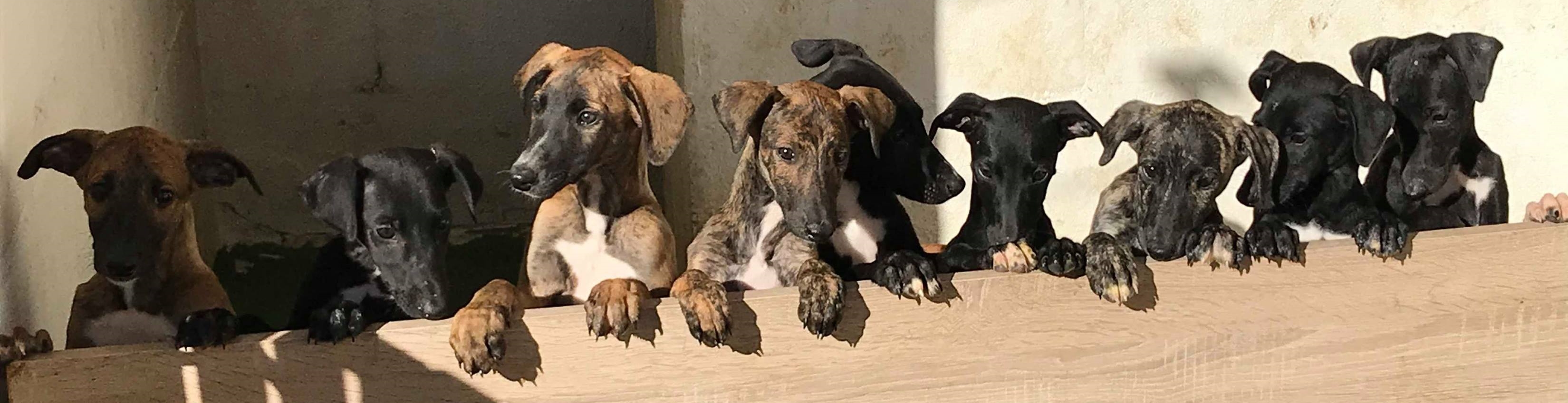 Nos Chiots A L Adoption Sauvetage Adoption De Levriers Galgos Podenco Espagnols