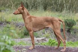 Podenco Canario