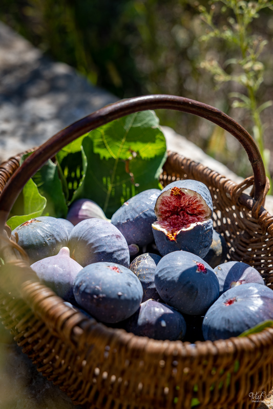 Tout savoir sur la figue