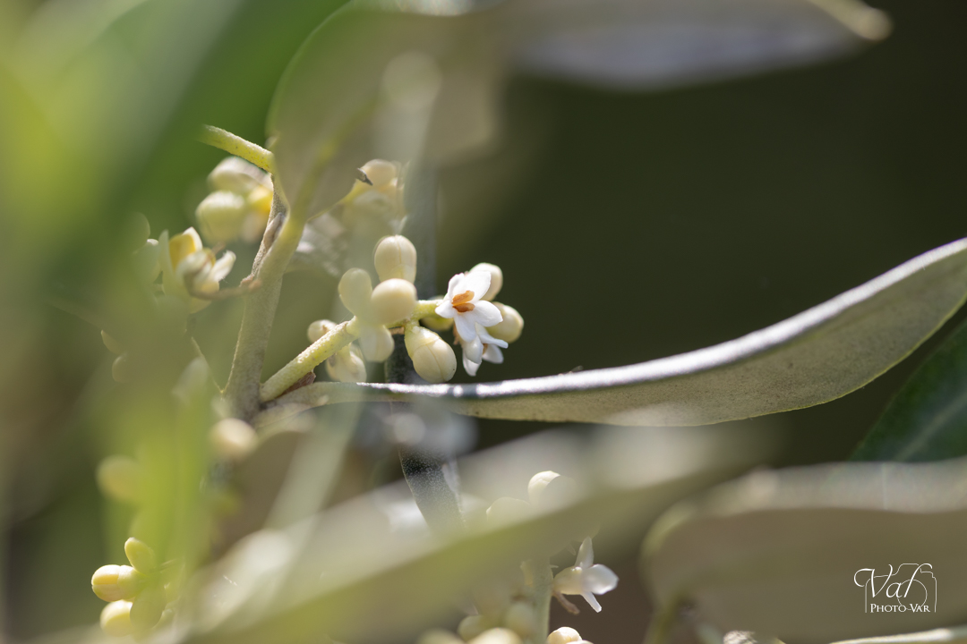 Floraison des oliviers