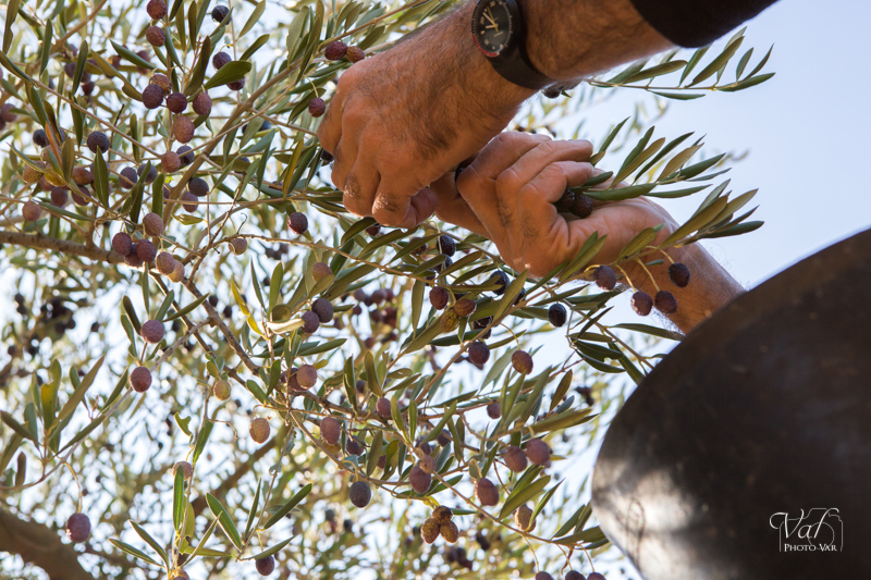 La cueillette des olives