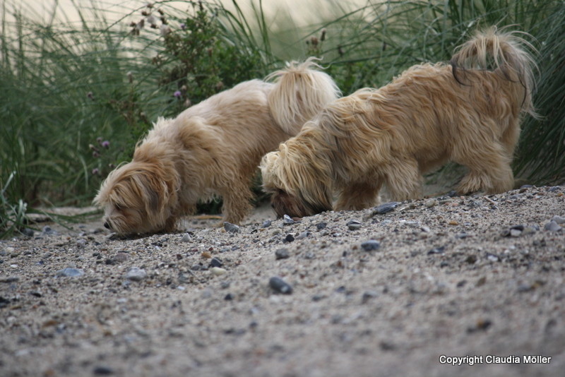 Bailey und Maja am Strand