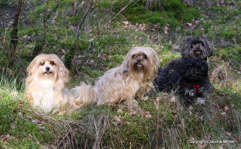 Besuch von Bollifreunden, März 2014