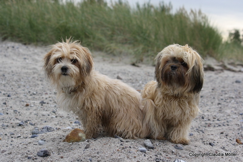 Bailey und Maja am Strand