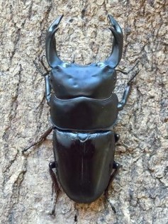 2011 matsno-insect №23