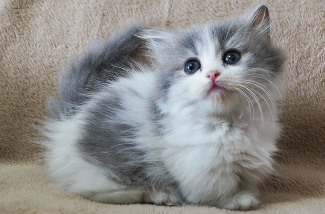 マンチカン ミヌエット子猫販売 にゃんこの部屋 子猫販売 群馬県伊勢崎市