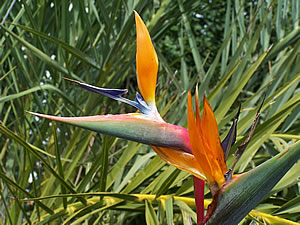 Blumeninsel Madeira