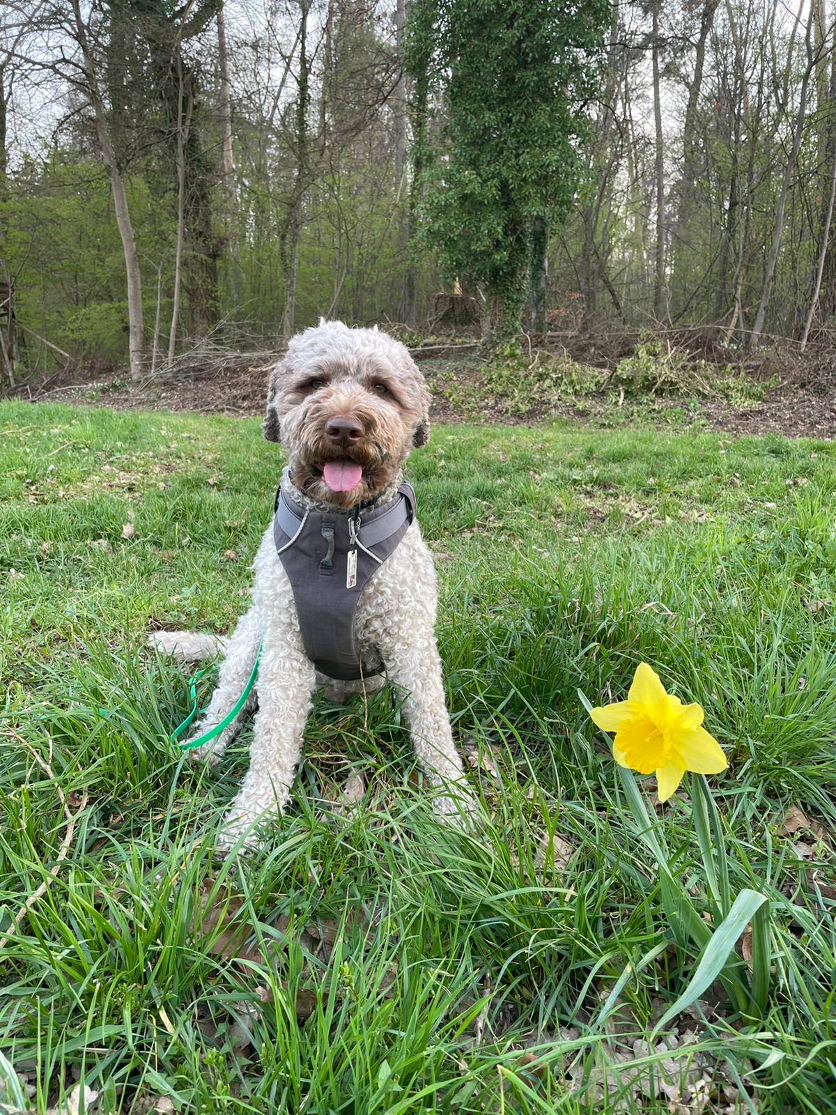 Bo freut sich über den Frühling