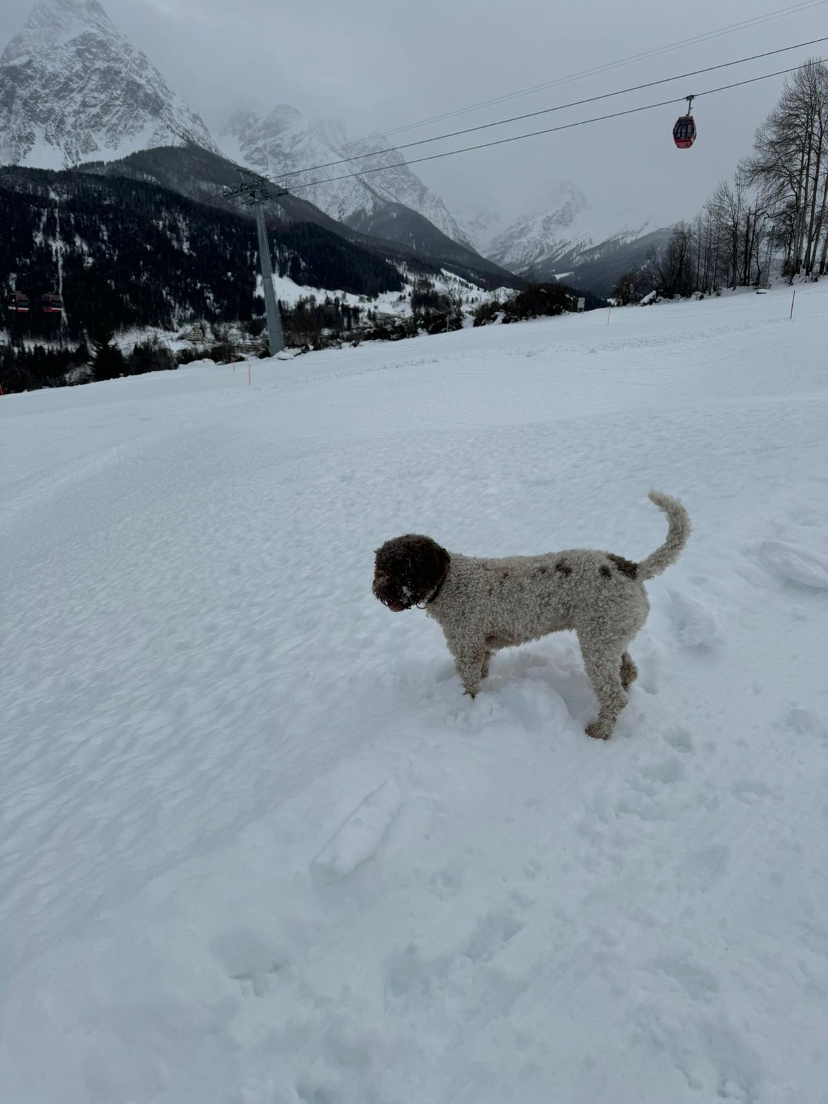 Vita schickt Weihnachtsgrüße aus dem Schnee