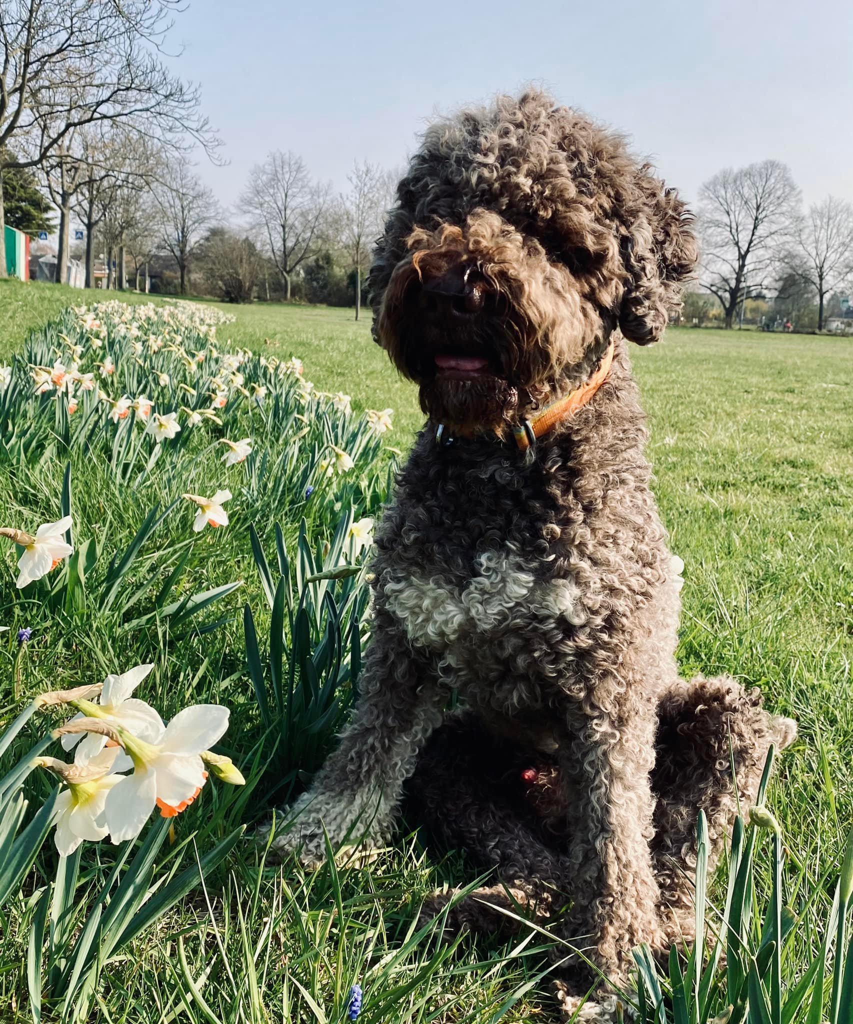 Charlie geniesst die Frühlingssonne