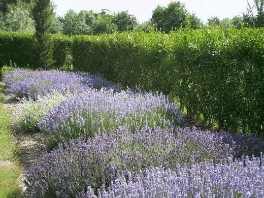 Limburg Lavendel - Stokrooie