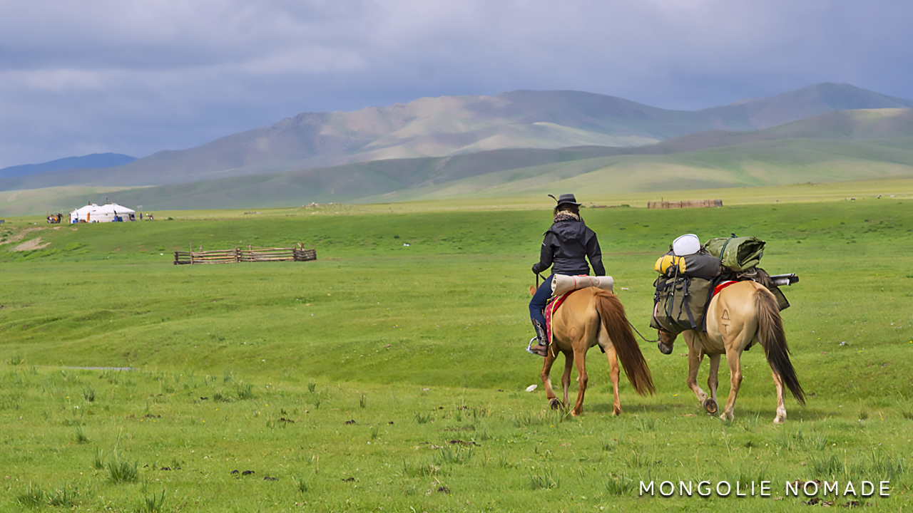 Acheter votre cheval mongol