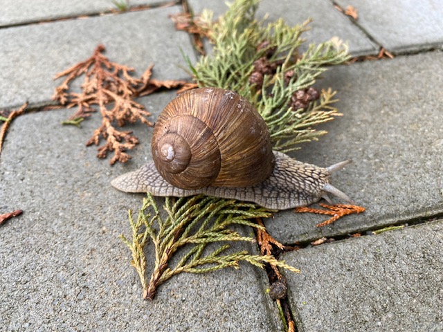 Die Weinbergschnecke, eine unserer geschützten Arten, ist aus der Winterruhe erwacht.