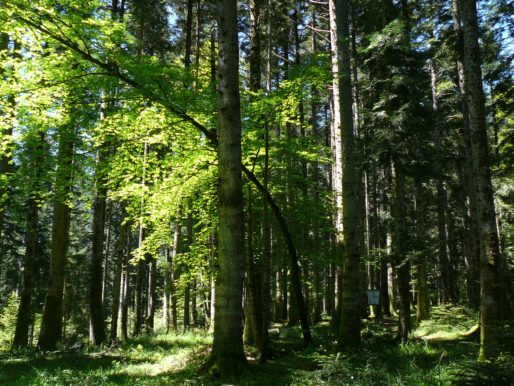 La Route Des Sapins Rando Pyrenees Audoises La Route Des Sapins Rando Pyrenees Audoises