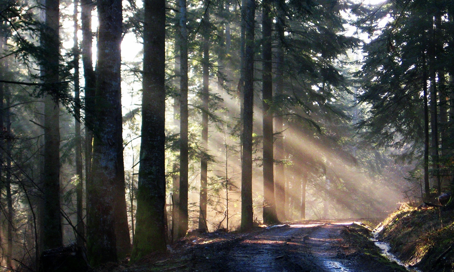 Route des Sapins - Forêt de Callong