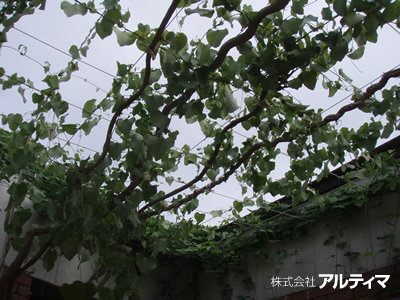  夢の島熱帯植物館（東京都） ：2008年5月設置；ターンバックル（スパイラルワイヤー仕様）