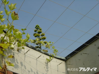  夢の島熱帯植物館（東京都） ：2008年5月設置；ターンバックル（スパイラルワイヤー仕様）