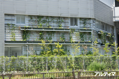 オフィスビル本社（東京都港区）；2012年8月；アルティマグリーンライン (ストライプ  )
