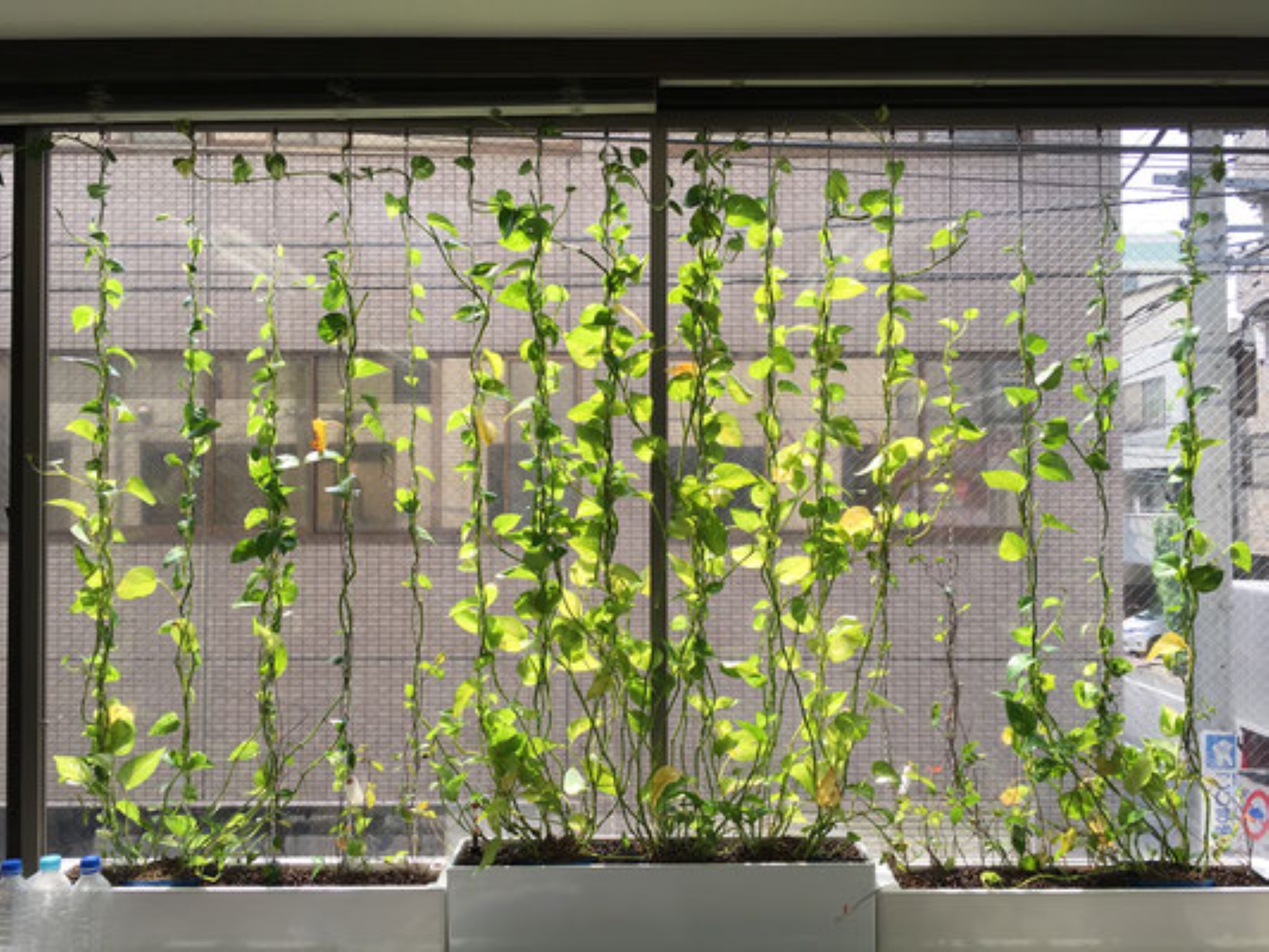 9. 植栽を誘引すれば、完成 