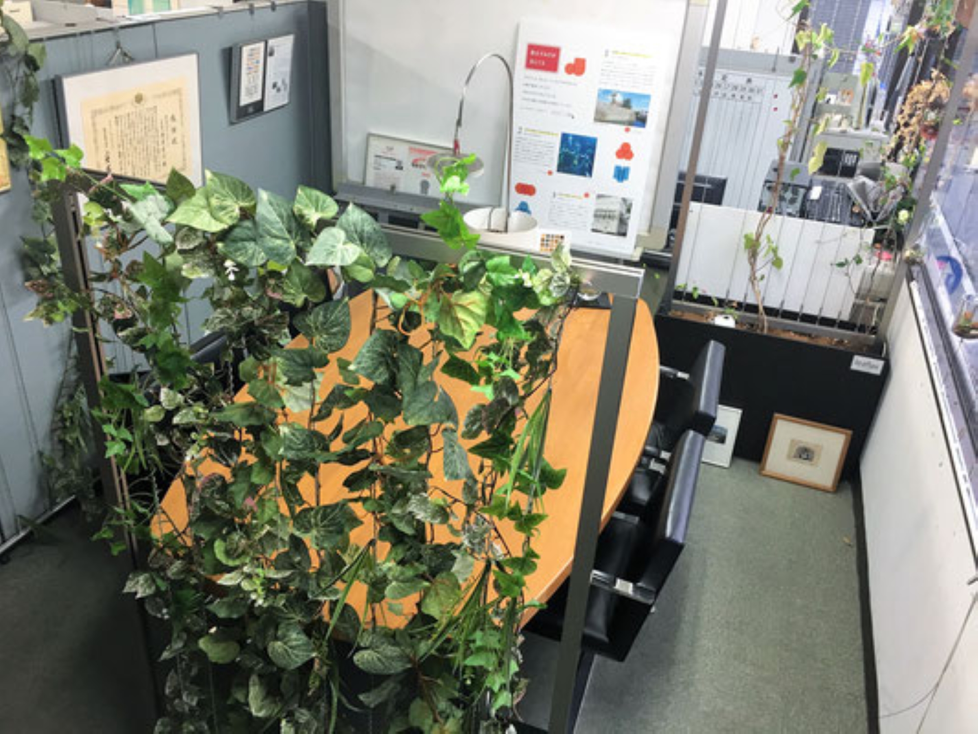 9. 植栽をワイヤーに誘引させて完成    