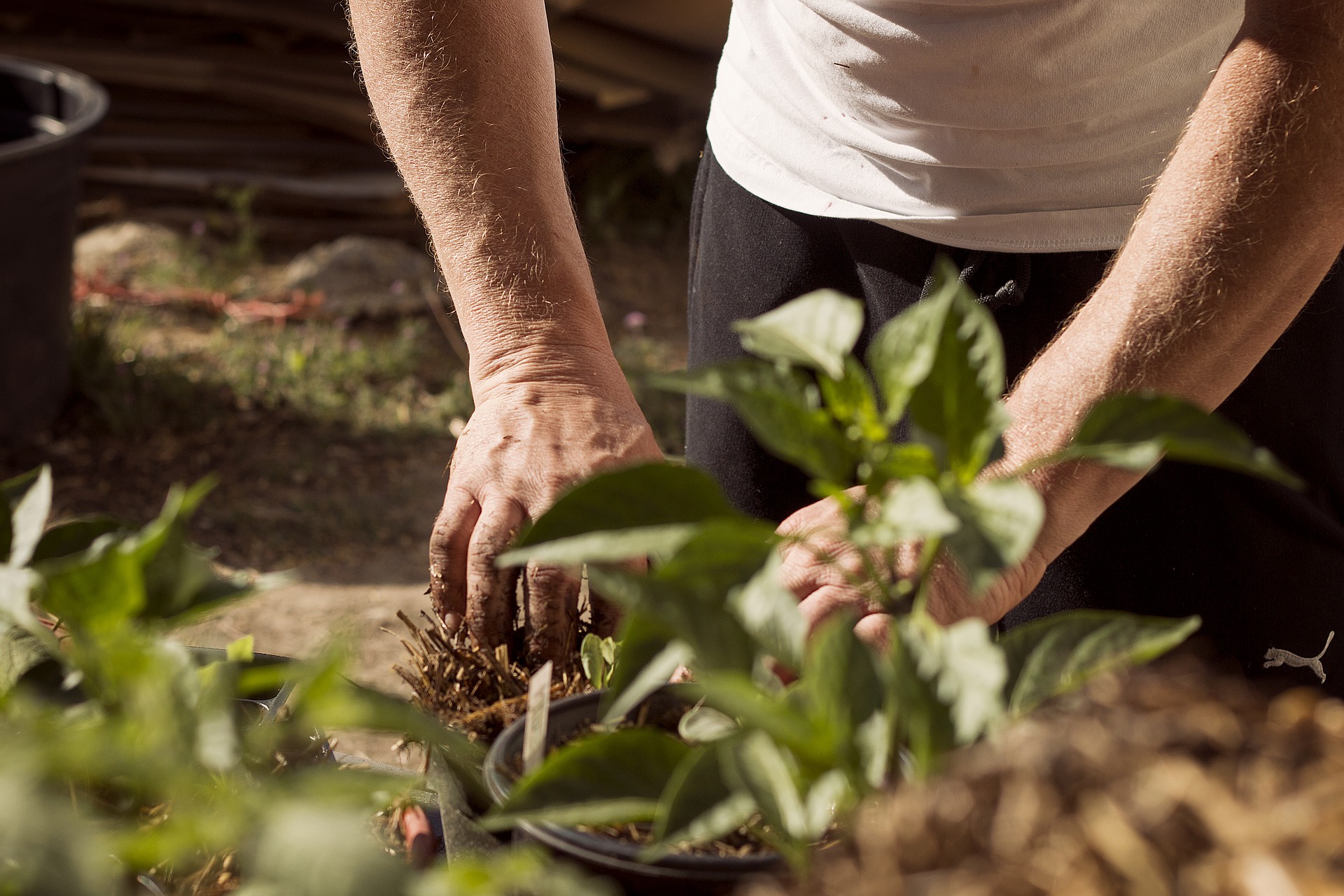 Troc des plantes du printemps : avis à tous les jardiniers