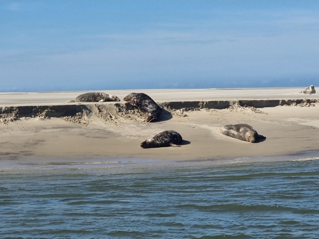 Zeehonden lekker aan het rusten op de plaat bij de Engelschhoek.