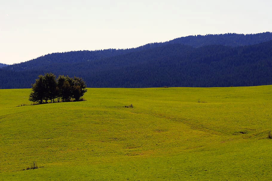 Asiago