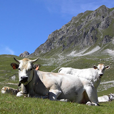 Metropole der Voralpen