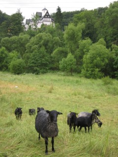 Gotlandschafe auf der Weide