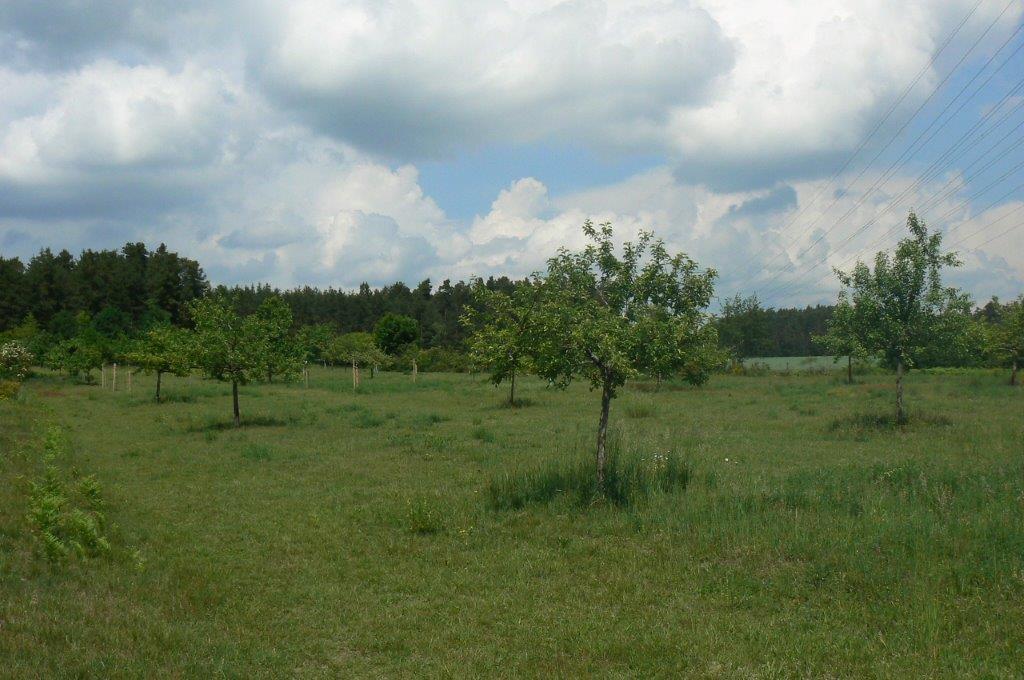 Unsere Streuobstwiese
