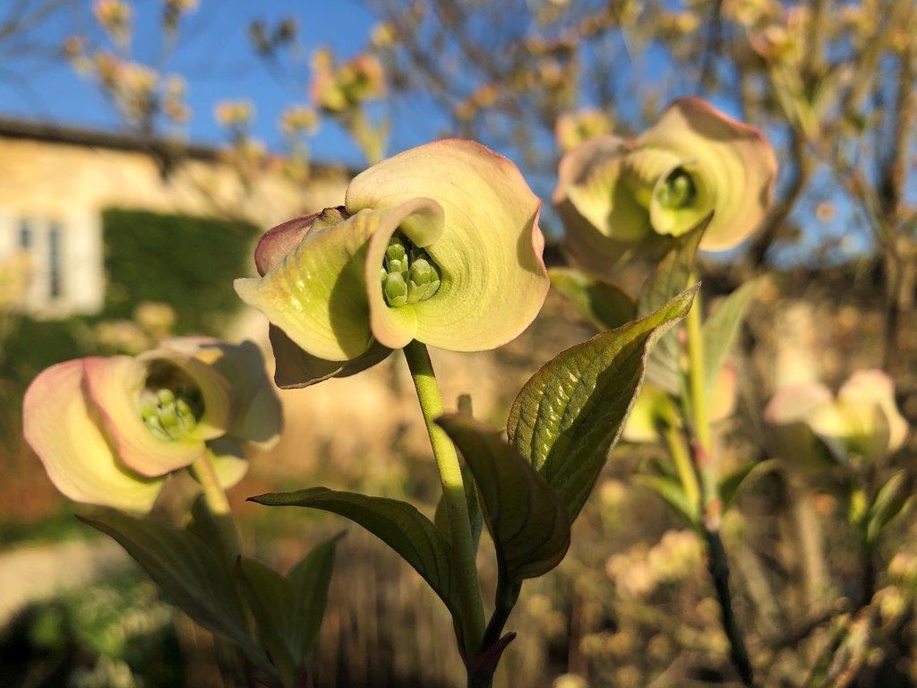 Bouron du Cornus Kousa