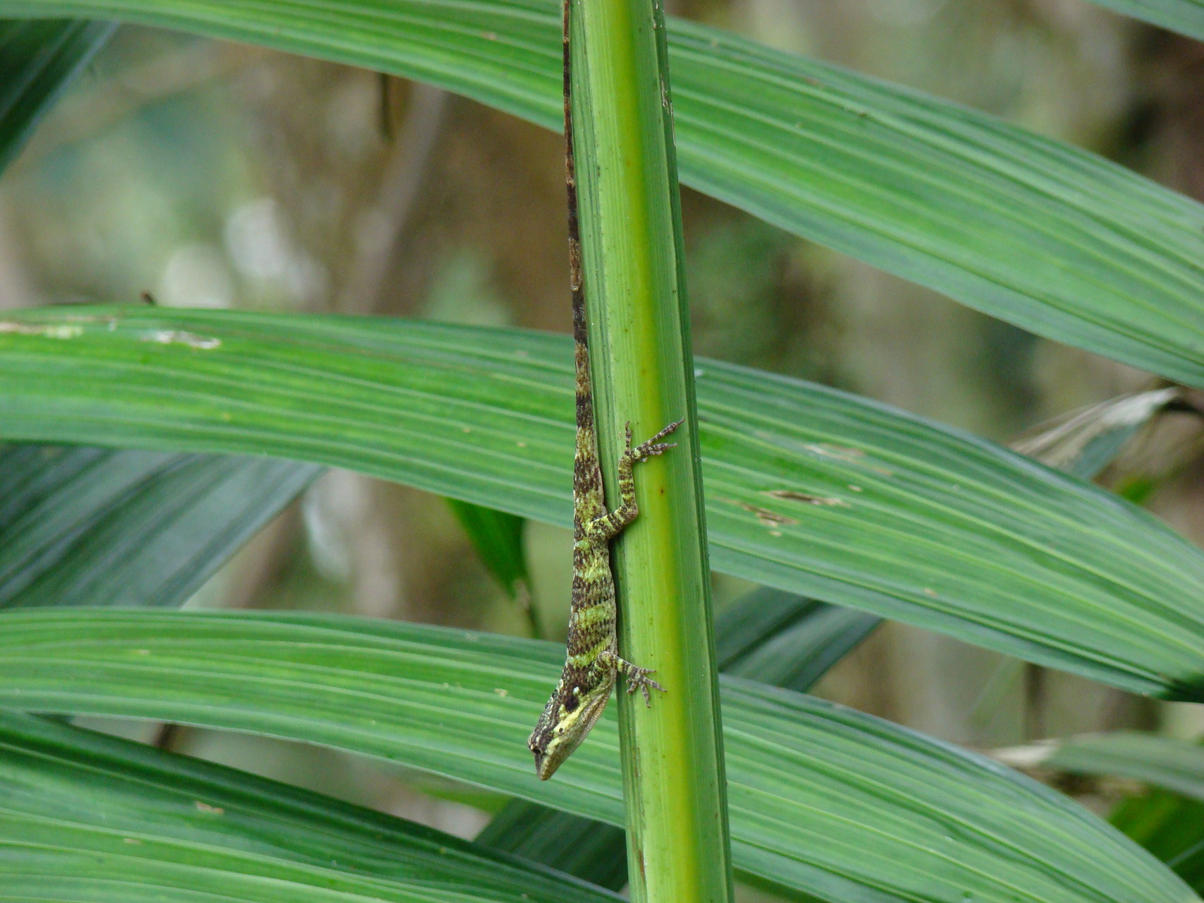 Anolis solitarius