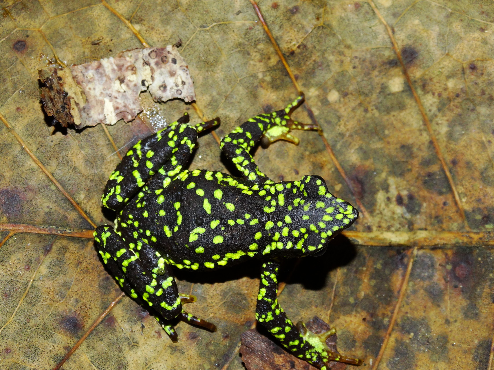 Atelopus laetissimus