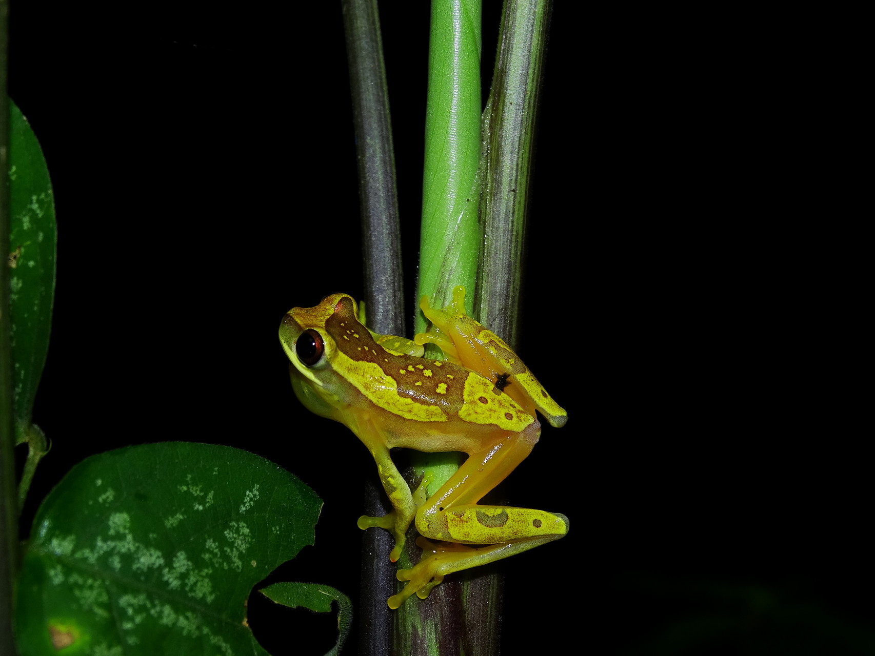 Dendropsophus ebraccatus