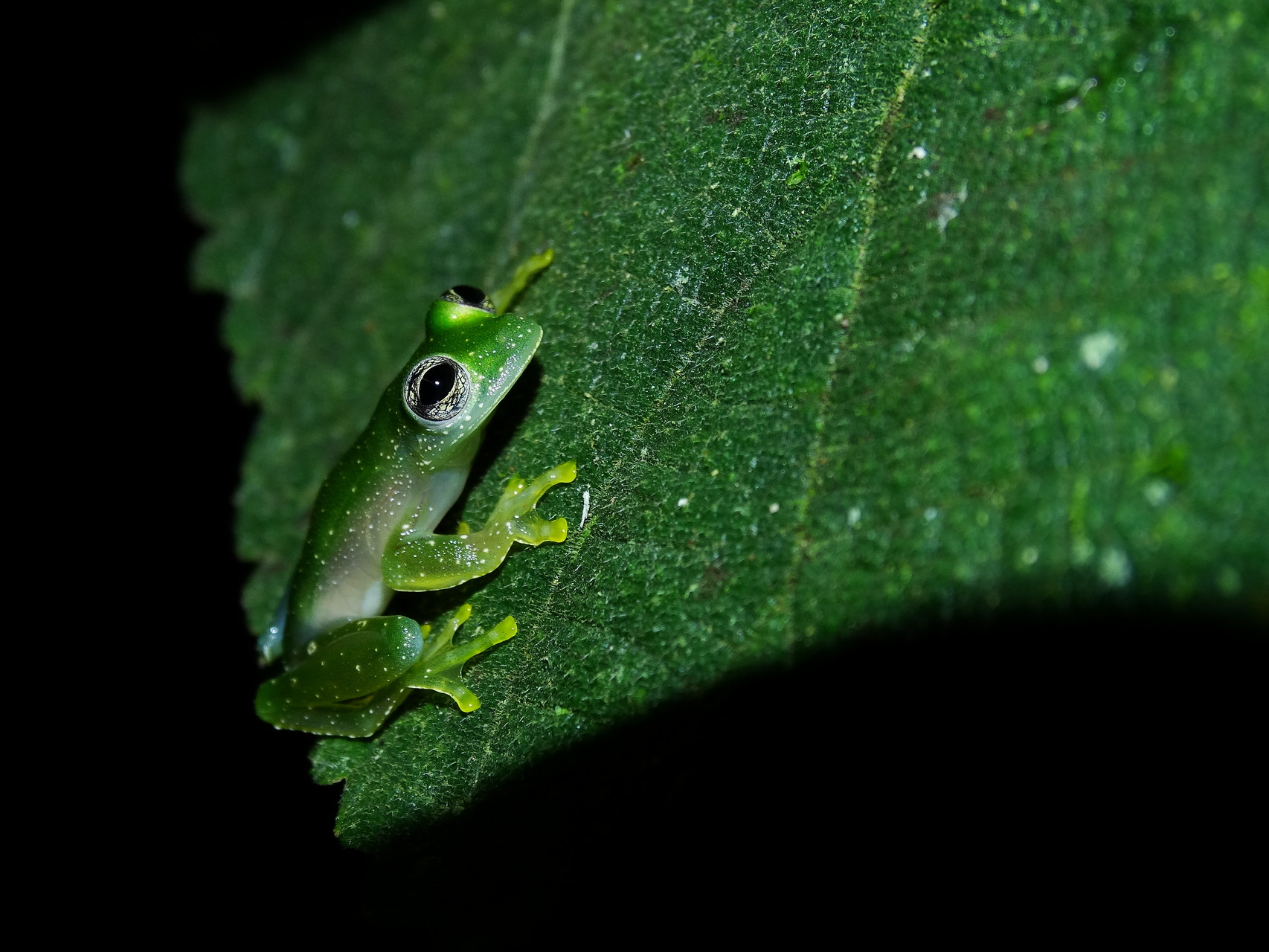 Teratohyla pulverata