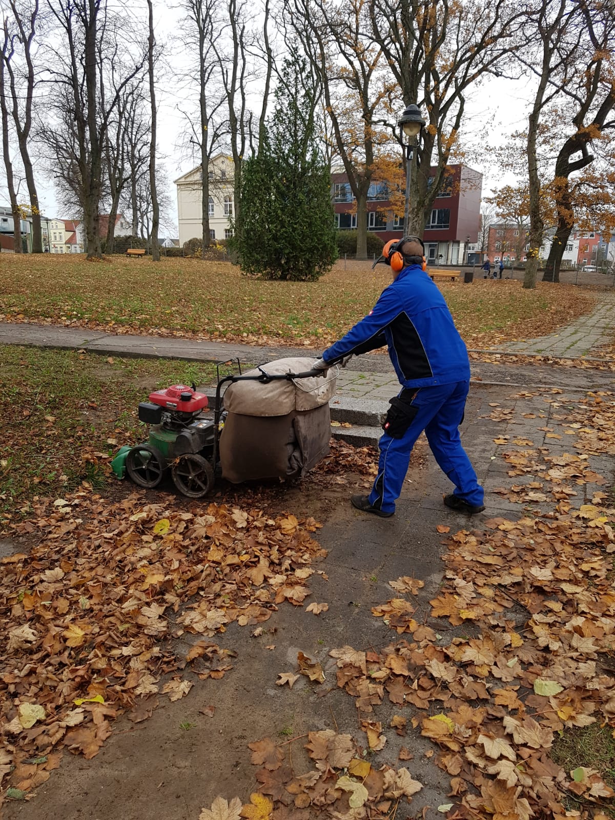 Laubentfernung Herbst 2018