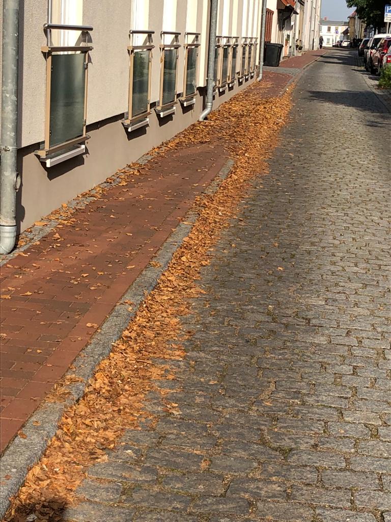 Laubentfernung Im Kloster Vorher