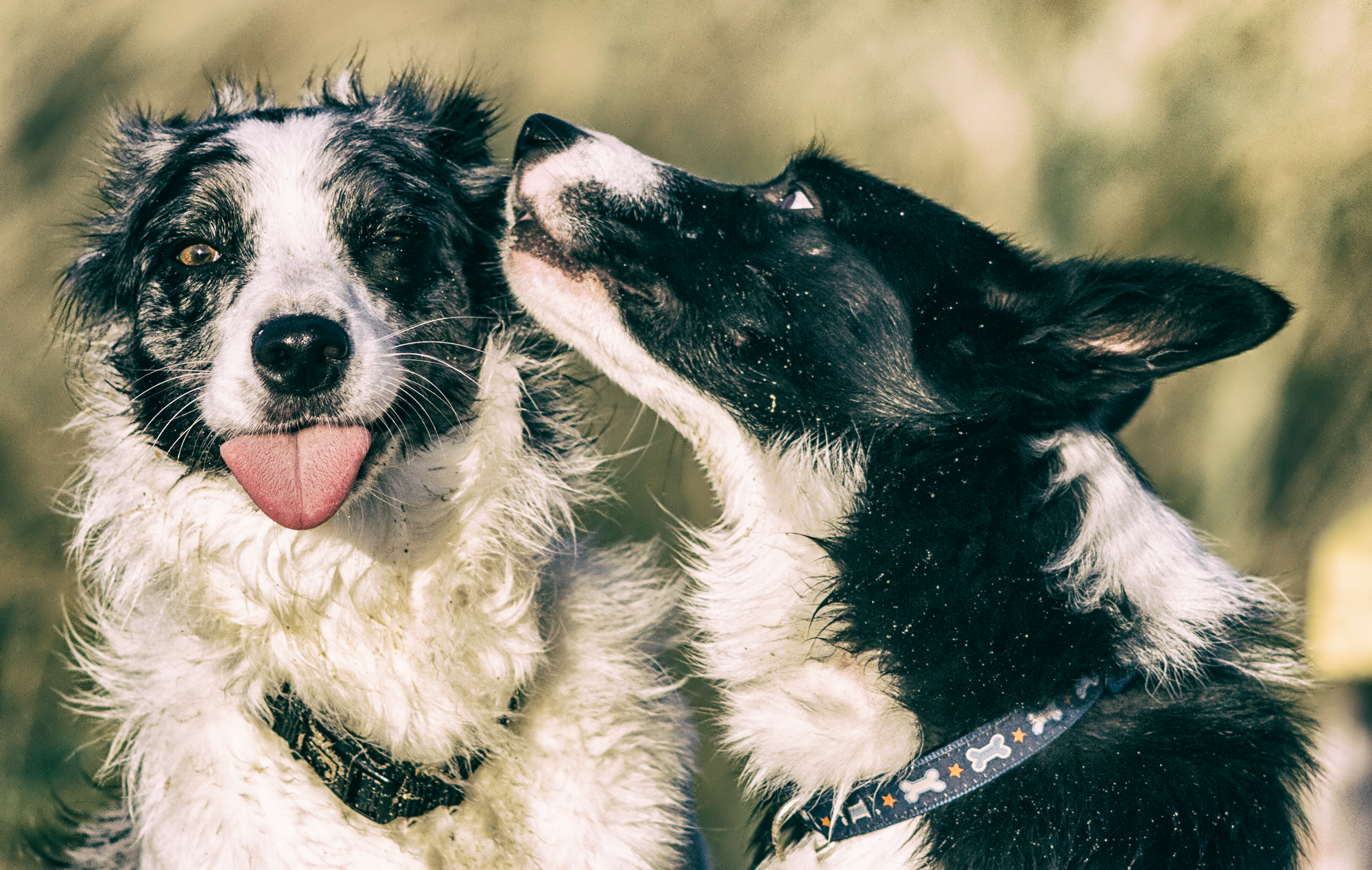 Zwei Hunde, die sich gut verstehen – Idgie und Ben