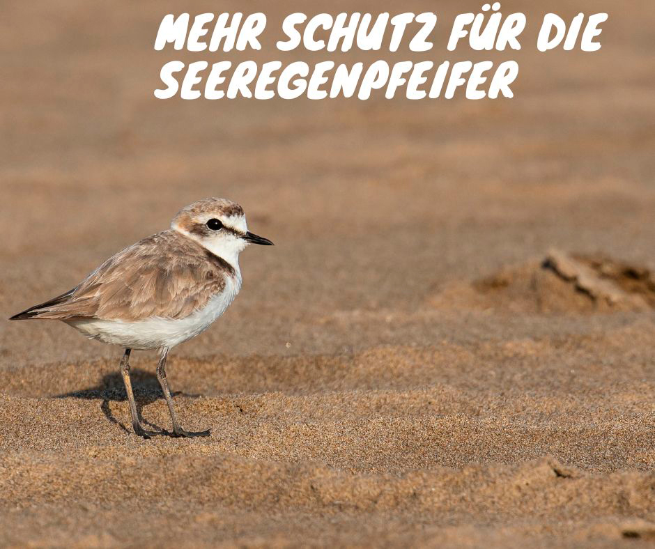Bretagne Vorreiter beim Schutz der Regenpfeifer