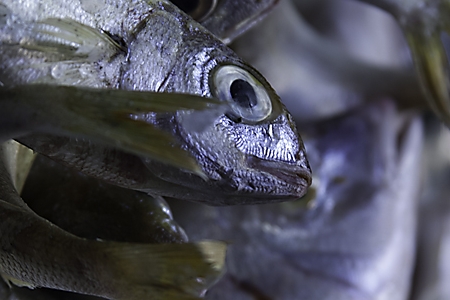 Frischer Fisch auf einem Marktstand in der Normandie