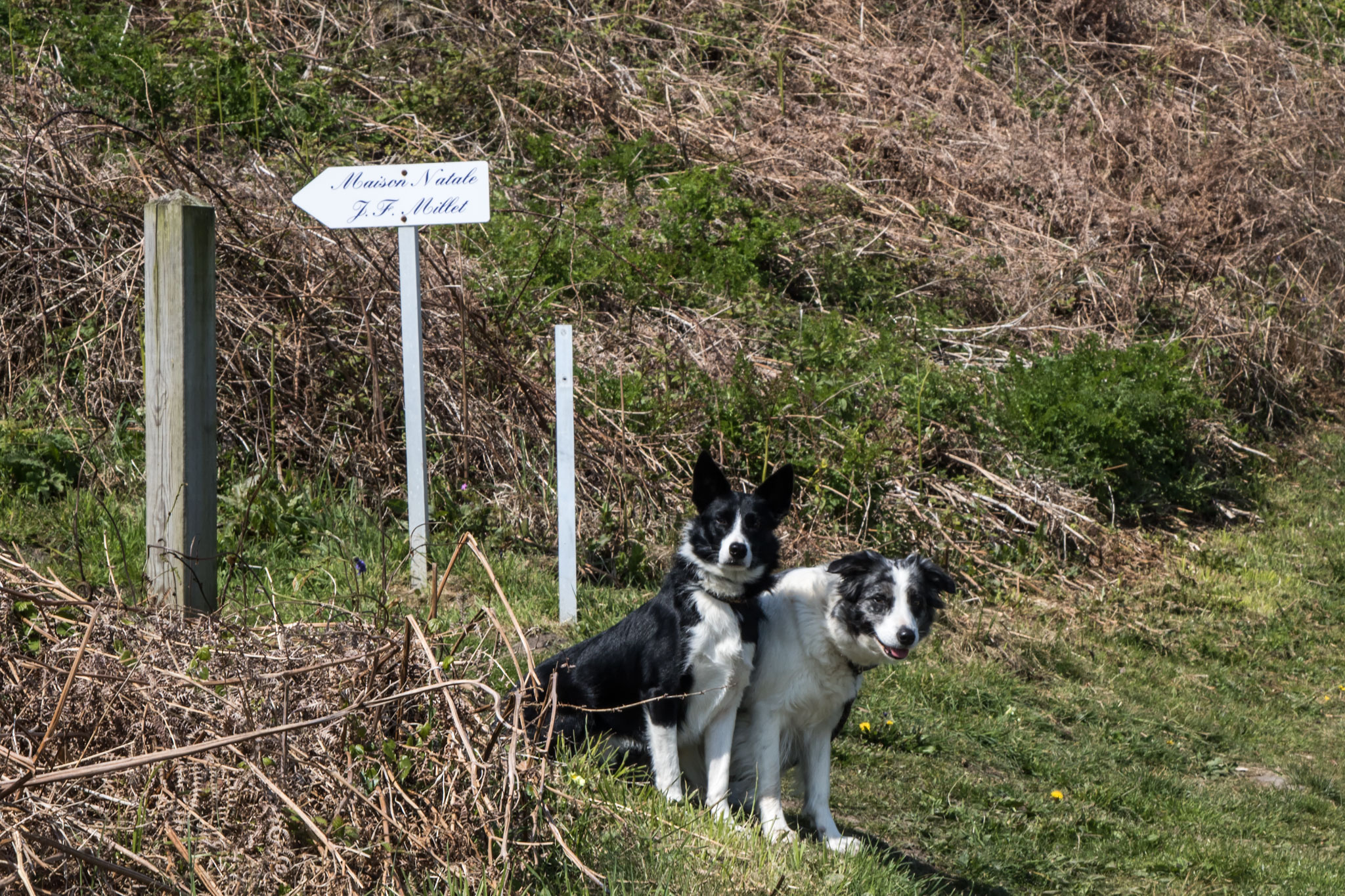Zwei Border Collie possieren am Hinweisschild zu Millets Geburtshaus bei Grouchy