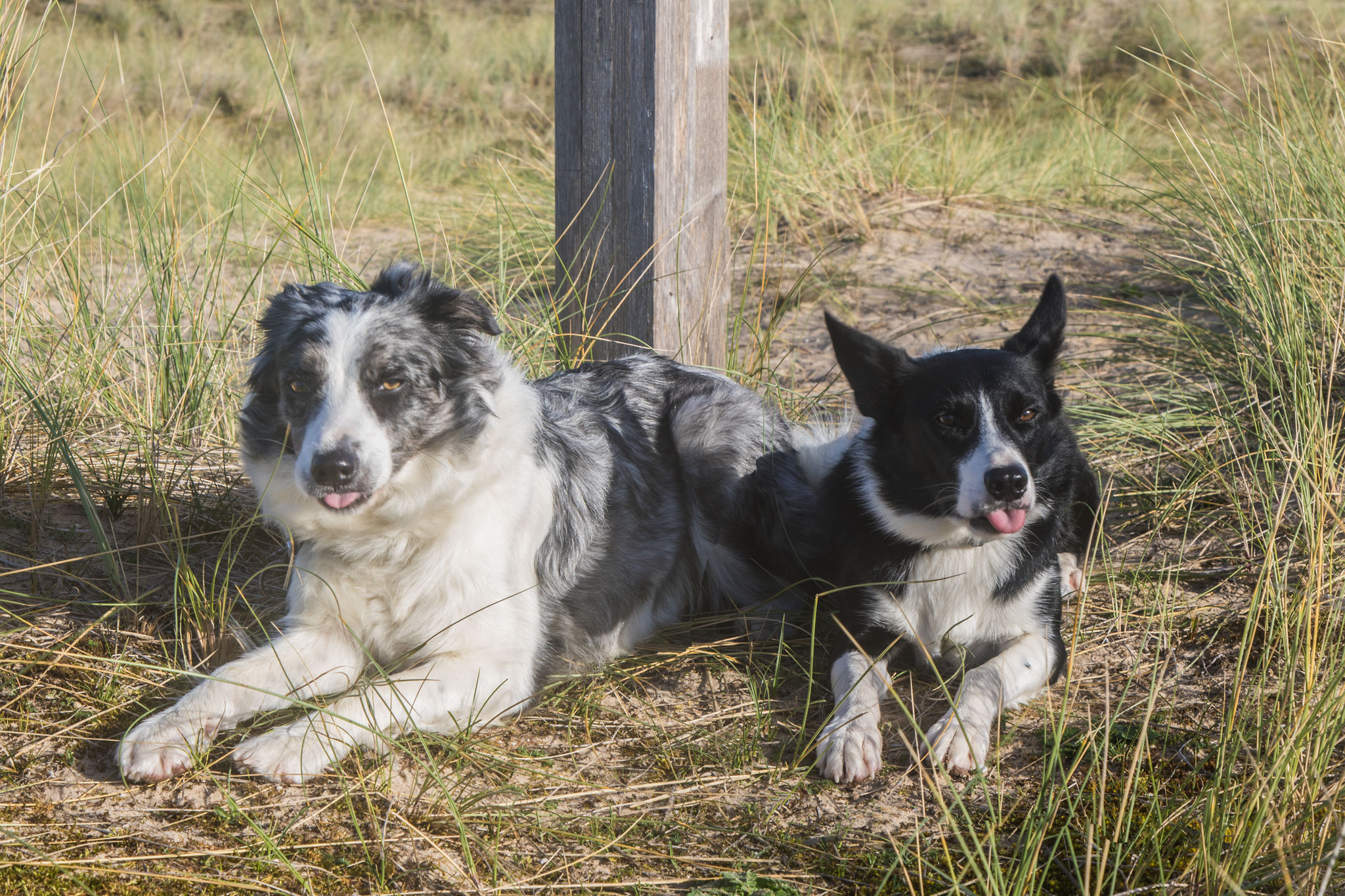 Zwei Border Collies in den Dünen von Hatainville, Cotentin, Manche.