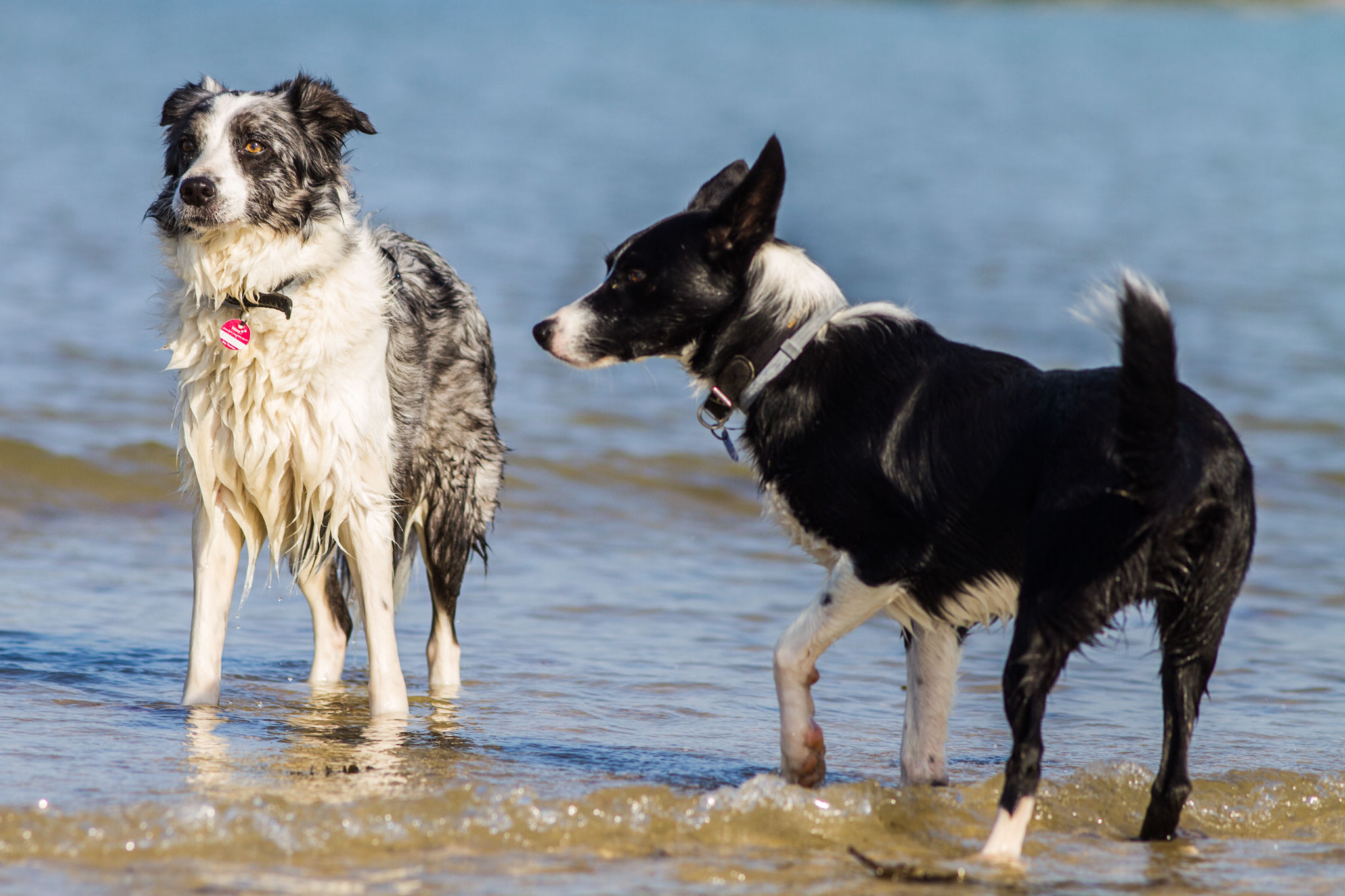 Gesundheitsgefahren Chiennormandie Urlaub Mit Hund In Der Normandie