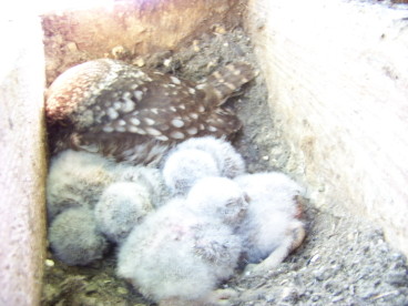 Steinkauzjunge 5-10 Tage alt