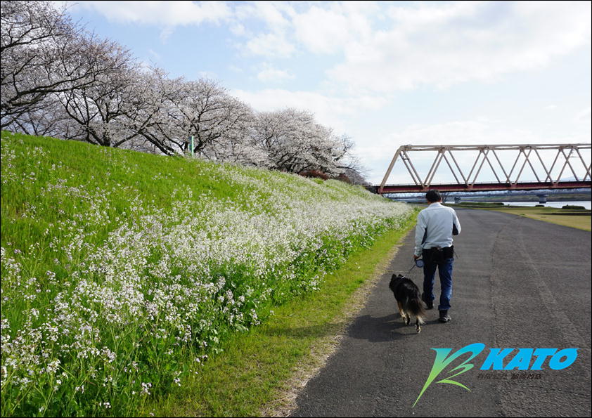 愛犬との散歩