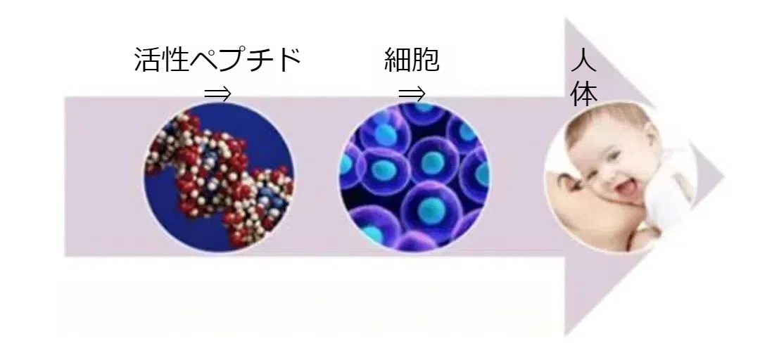 ペプチドと人体の細胞にはどのような関係がありますか？（一）