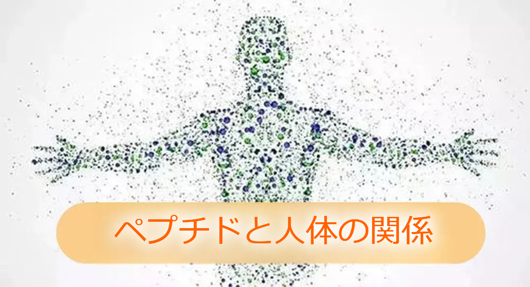 ペプチドと人体の細胞にはどのような関係がありますか？（二））