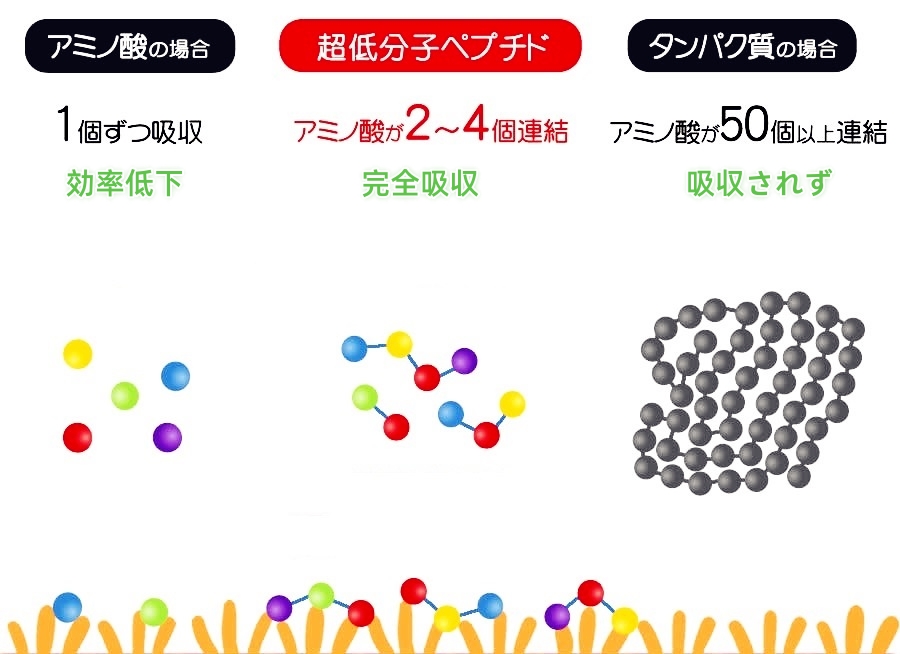ペプチドはアミノ酸ですか？（一）
