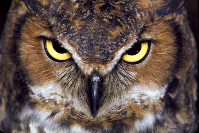 "Intense Owl" -- Often I use this as my profile picture for anonymous accounts. (Great Horned Owl) Grist.Org